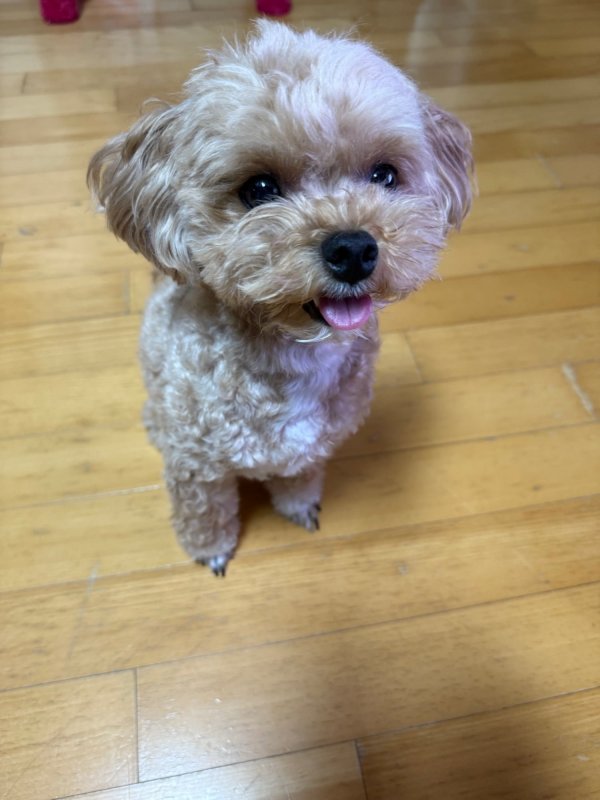말티푸 댕댕이