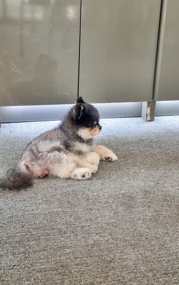 타이어집 강아지