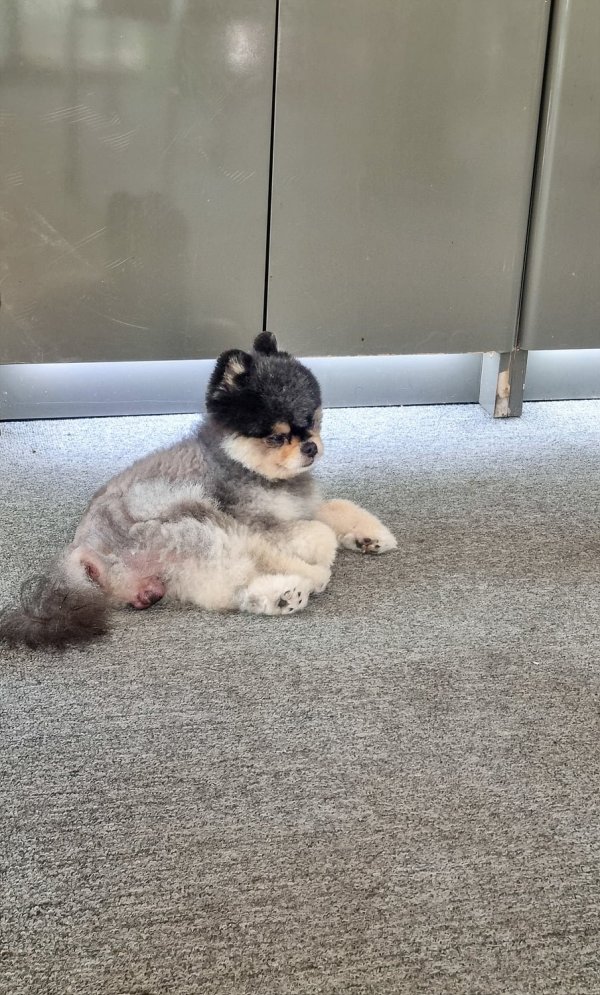타이어집 강아지