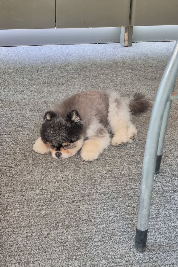 타이어집 강아지