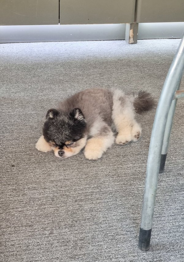 타이어집 강아지