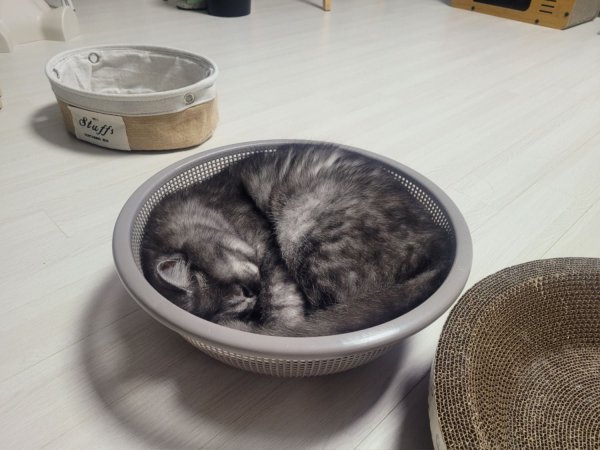 우리집 깜지
