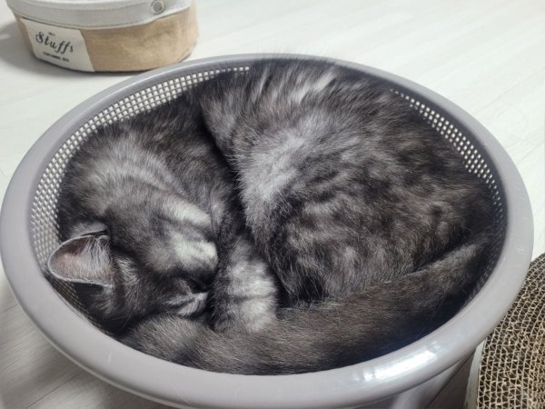 우리집 깜지