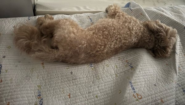 강아지 말티푸