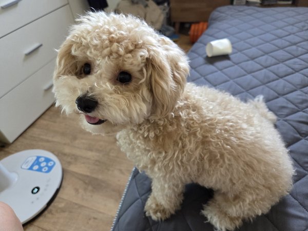귀염둥이 말티푸