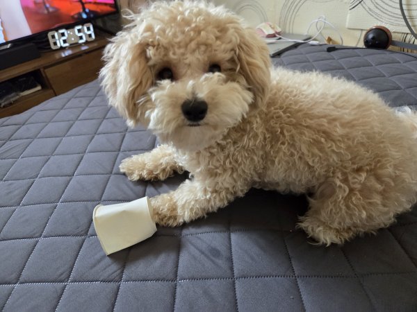 귀염둥이 말티푸