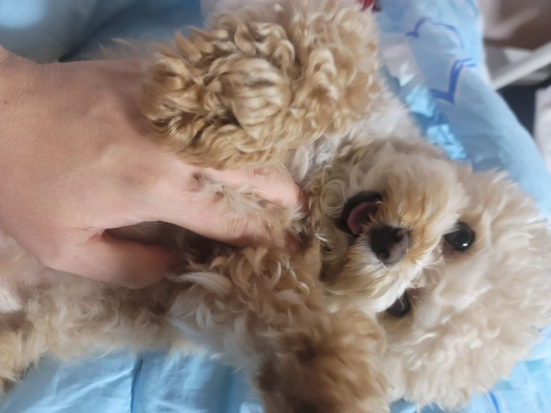 이쁘니 말티푸