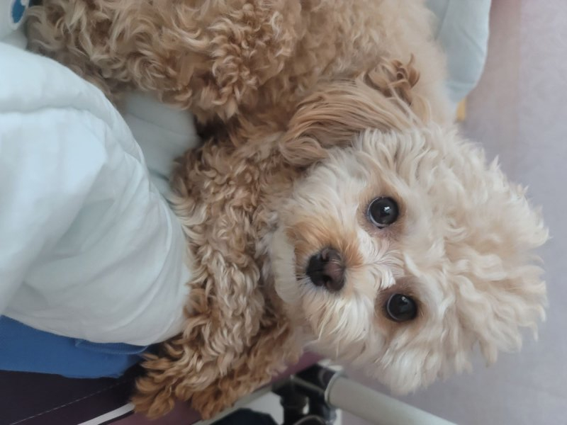 이쁘니 말티푸