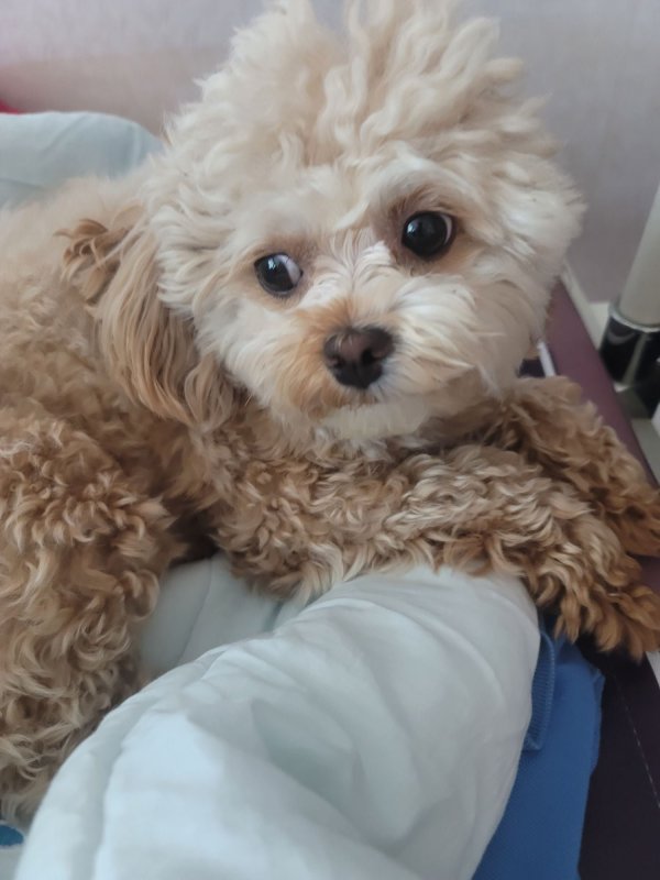 이쁘니 말티푸