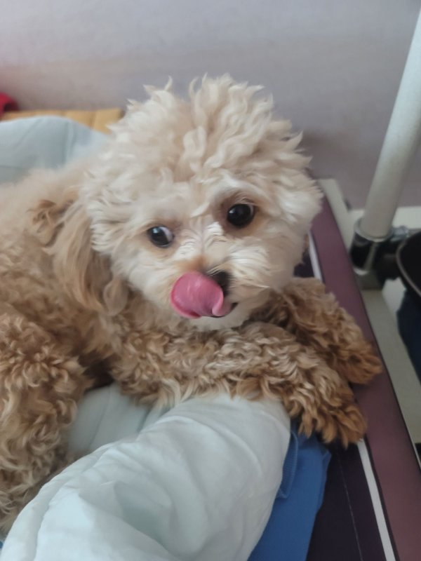 이쁘니 말티푸