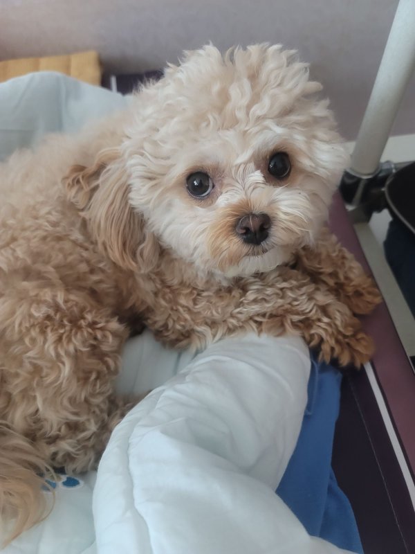 이쁘니 말티푸