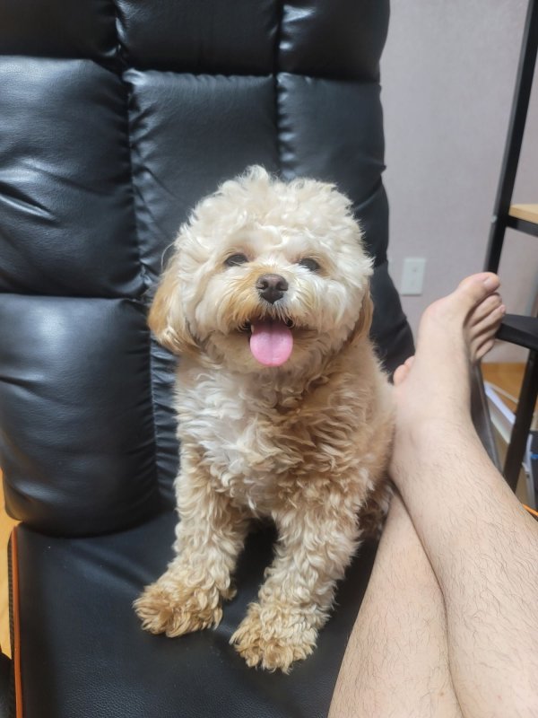 이쁘니 말티푸
