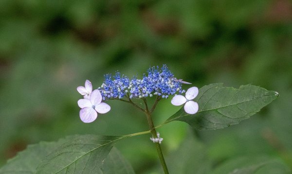 산수국과 털중나리