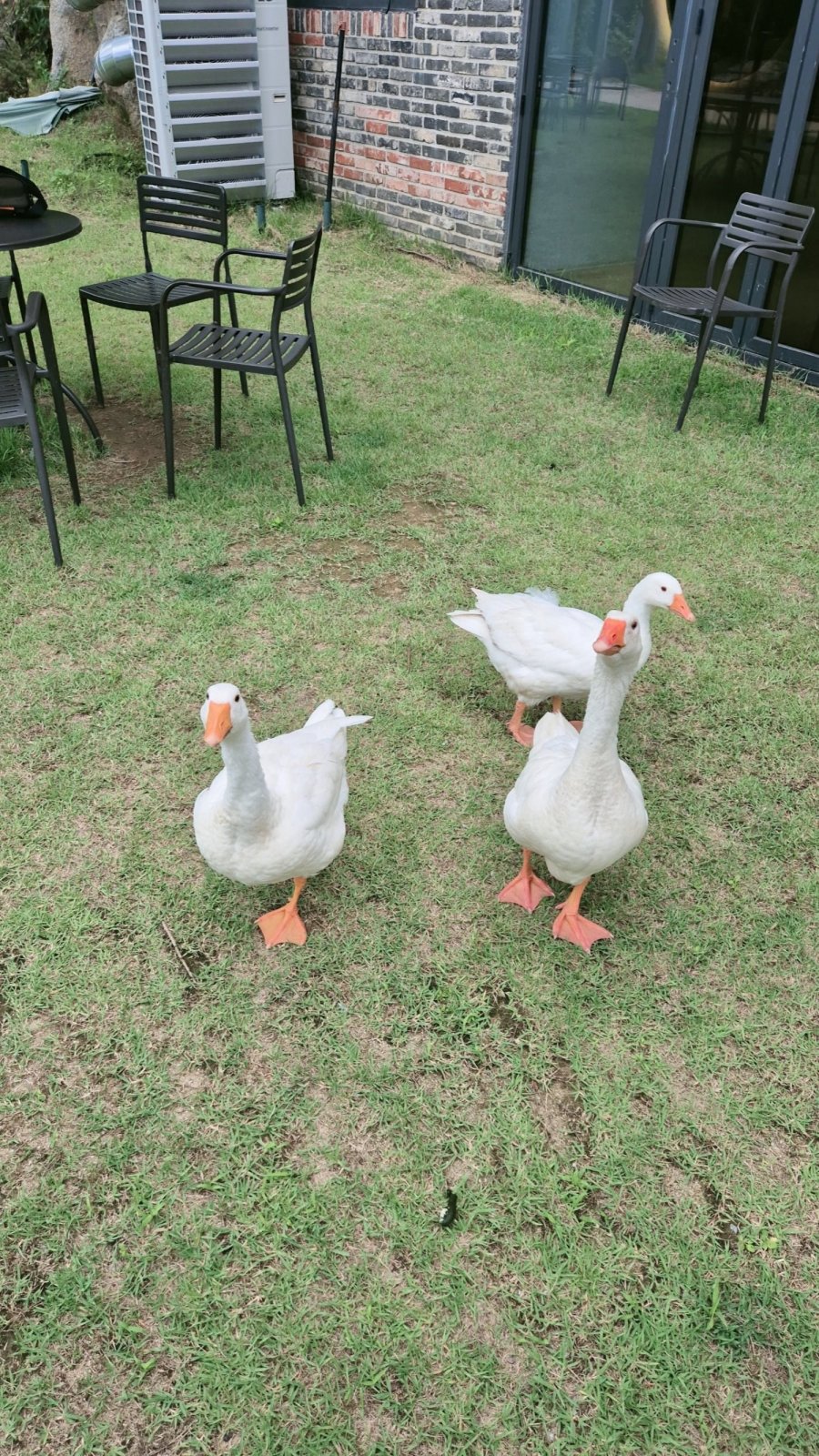 ȫõ  ī