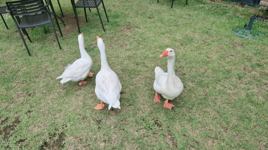 ȫõ  ī