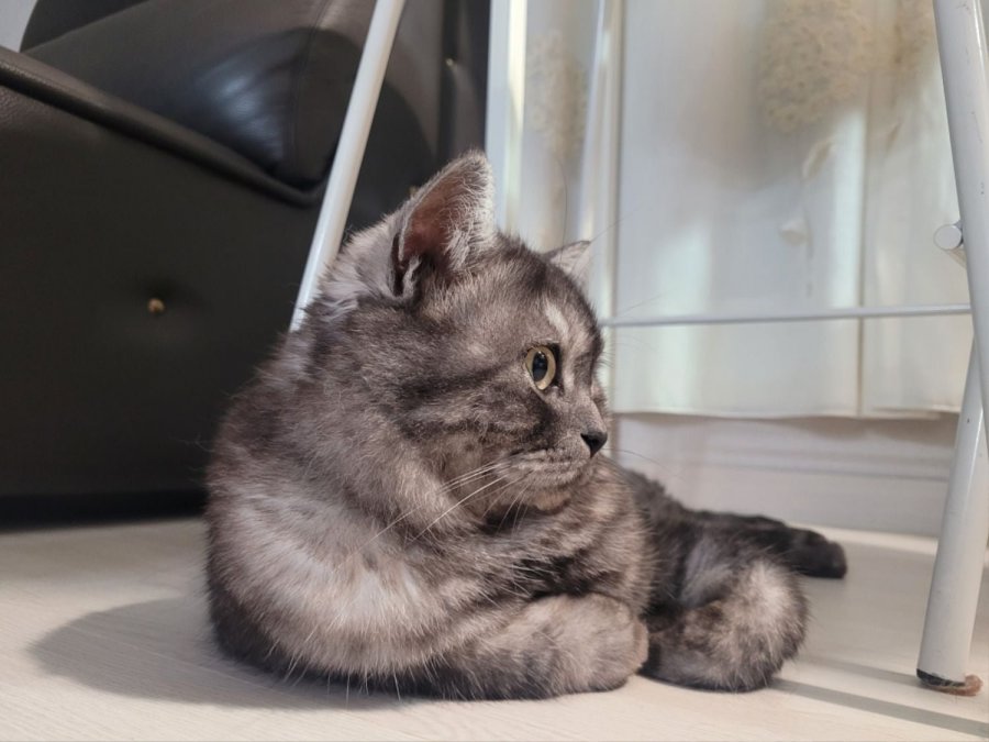츮 