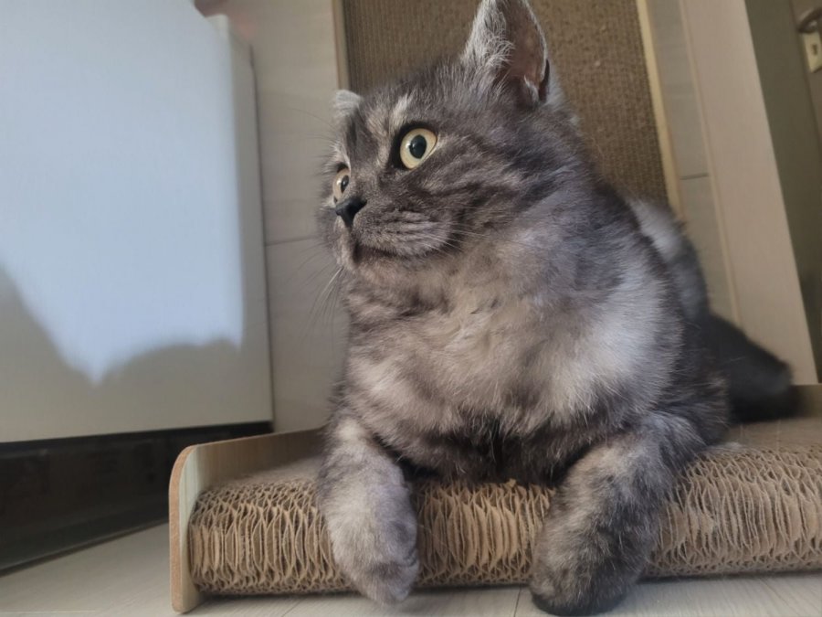 츮 