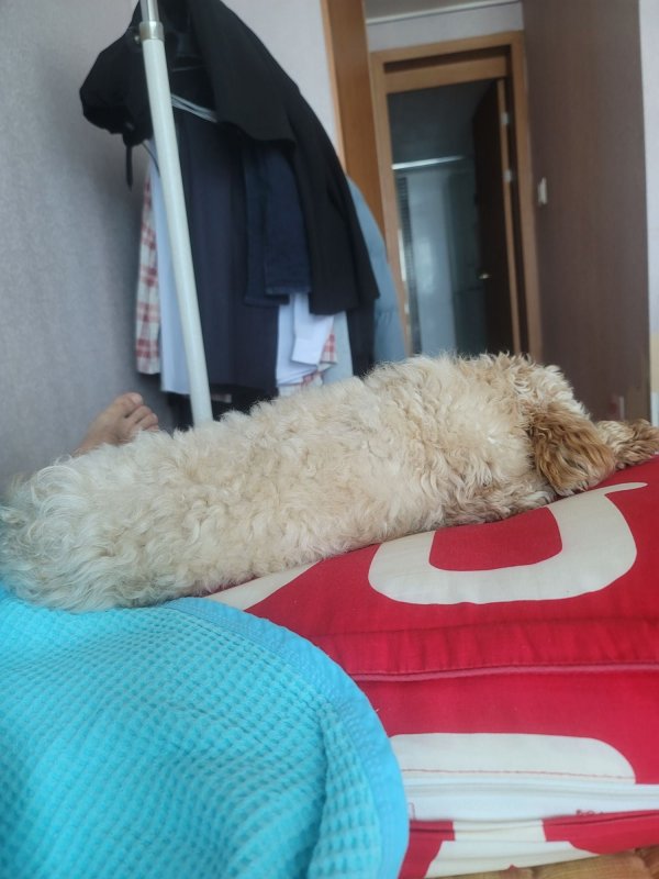 이뿌니 말티푸
