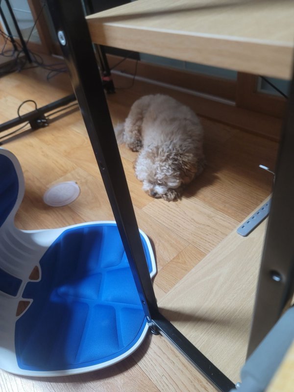 이뿌니 말티푸