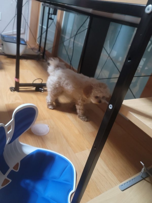 이뿌니 말티푸