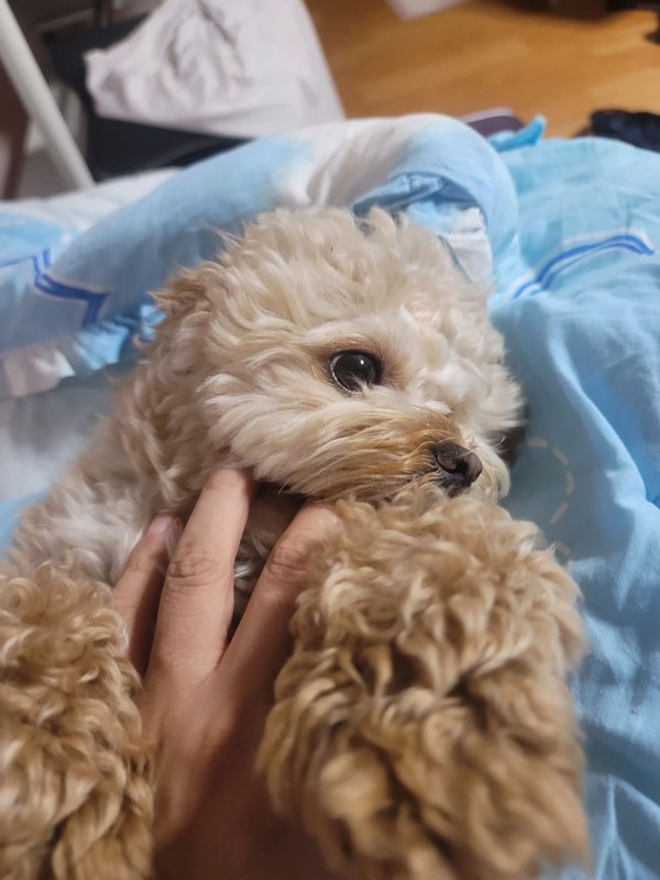 이뿌니 말티푸