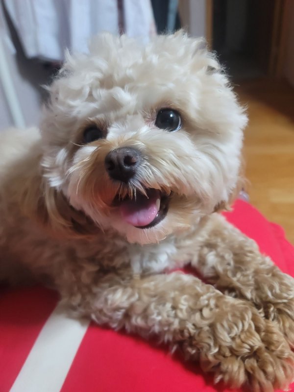 이뿌니 말티푸