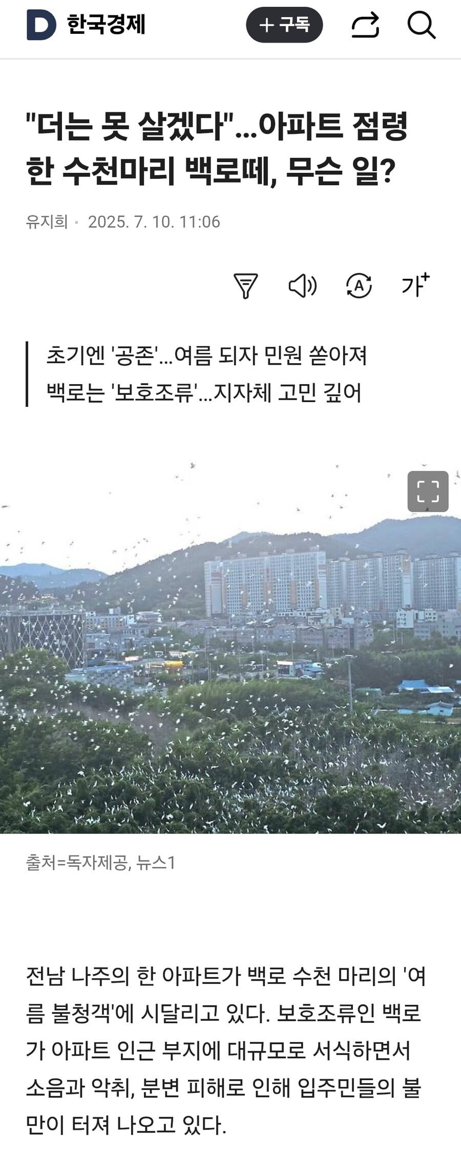 나주 아파트 상공의 백로 서식지