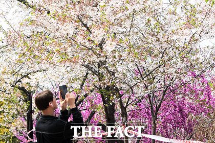 한 시민이 벚꽃을 촬영하고 있다.