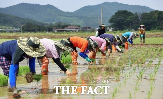 농촌 인구 중 65세 이상 고령층 비중이 처음으로 55%를 넘어선 가운데 전체 40%가 70세 이상인 것으로 집계됐다. /더팩트 DB